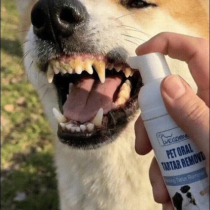 Last Day: Buy More Get More Free🔥🔥MAVONIQUECOSH®No-Brush Pet Teeth Cleaning Spray🐕🐱