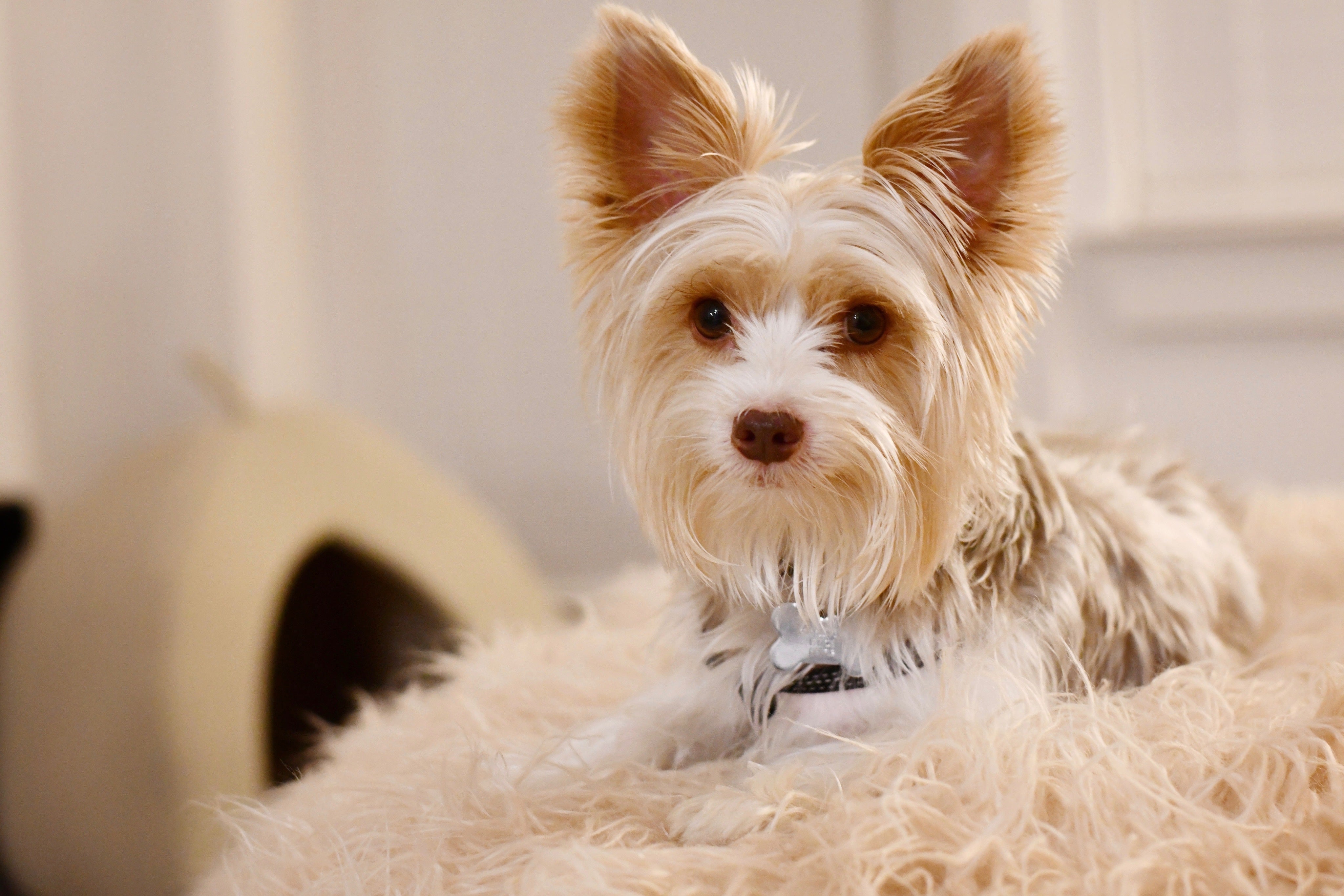 files/blonde-west-highland-terrier.jpg
